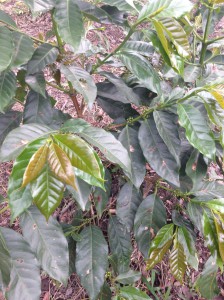 Kaffeepflanze mit Fruchtansatz