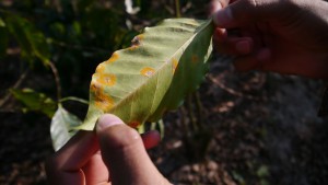 "La Roya" (Kaffeerost) befällt die Blätter der sensiblen Kaffeepflanzen