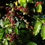 Kaffeepflanzen