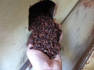 Kakaonibs aus Brecher