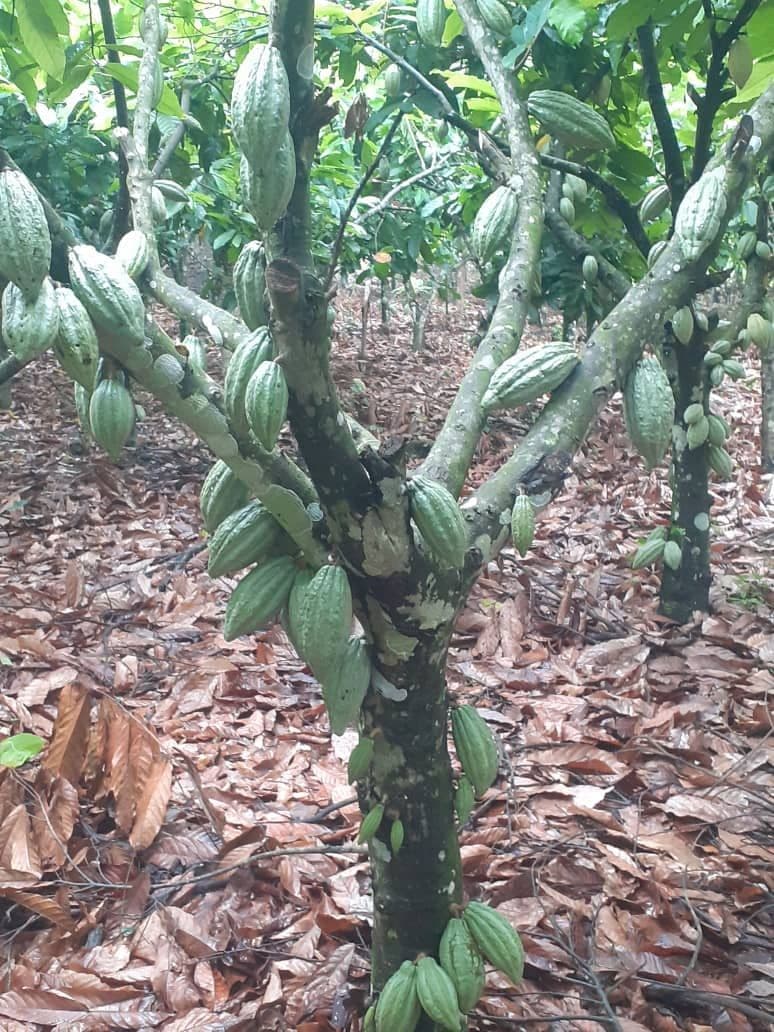Ein Kakaobaum auf Deboras Plantage