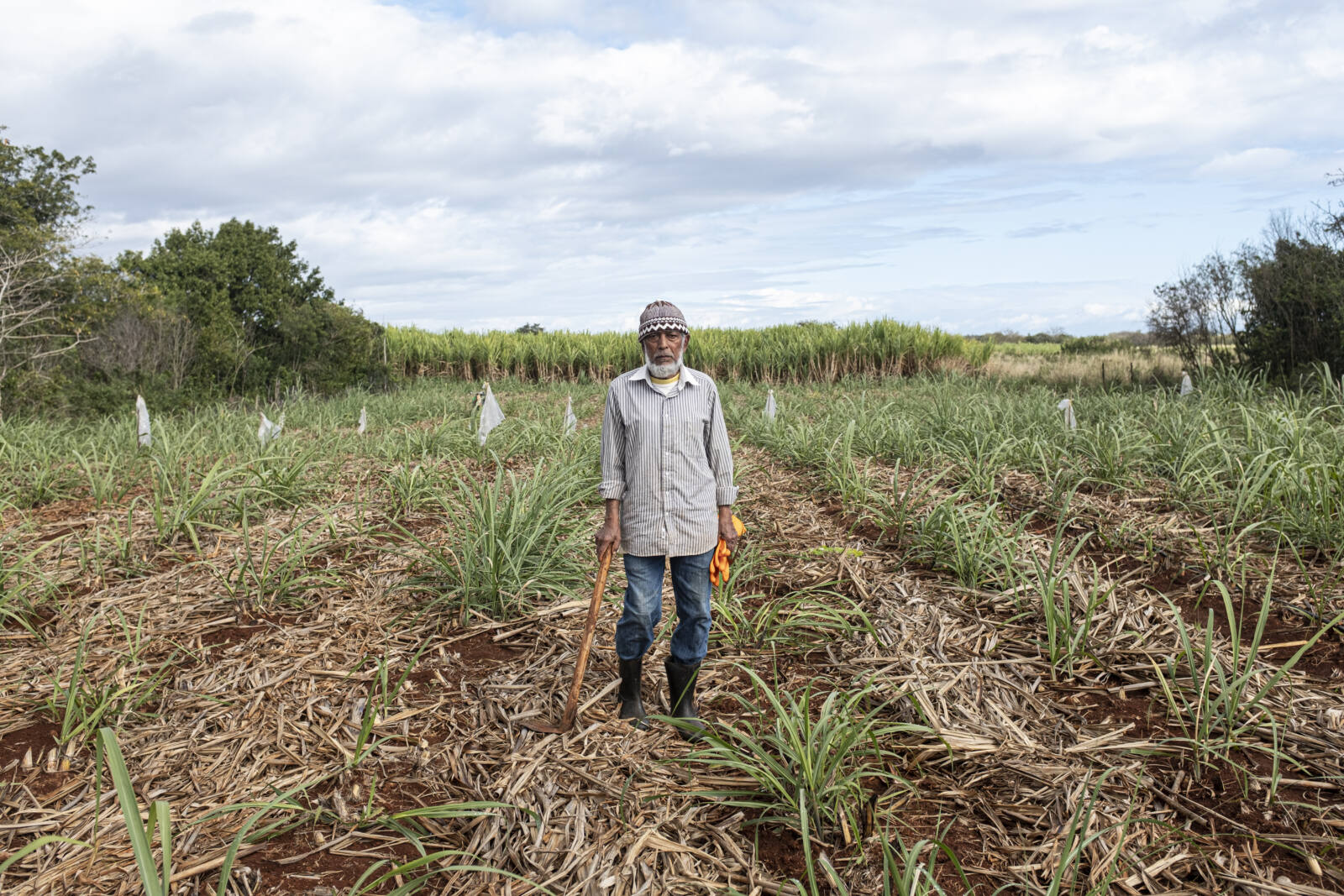 #Storybox: Zuckerrohrkooperativen auf Mauritius