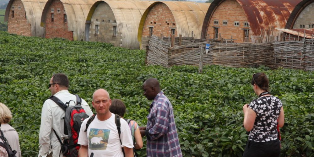 Die Lujeri Tea Estate in Malawi