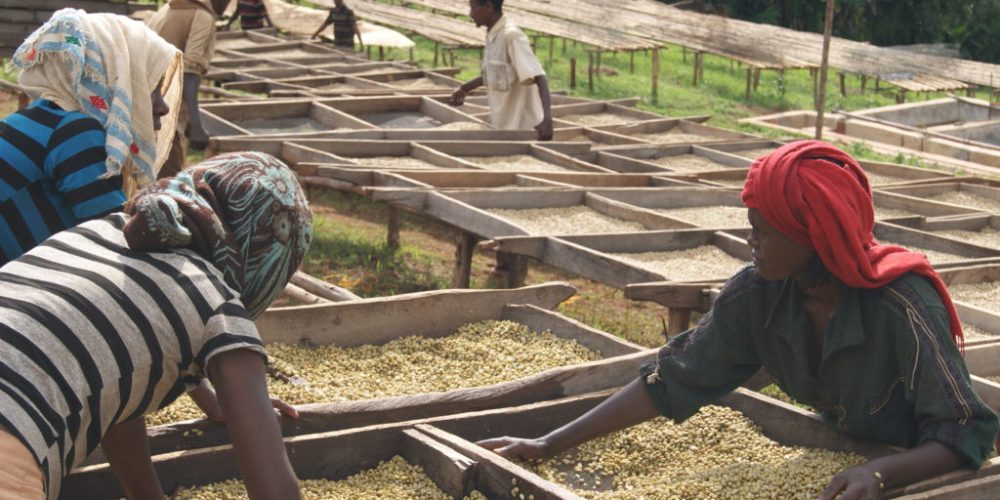 Besuch von Fairtrade-zertifizierten Kooperativen der Oromia Coffee Farmers’ Cooperative Union (OCFCU)