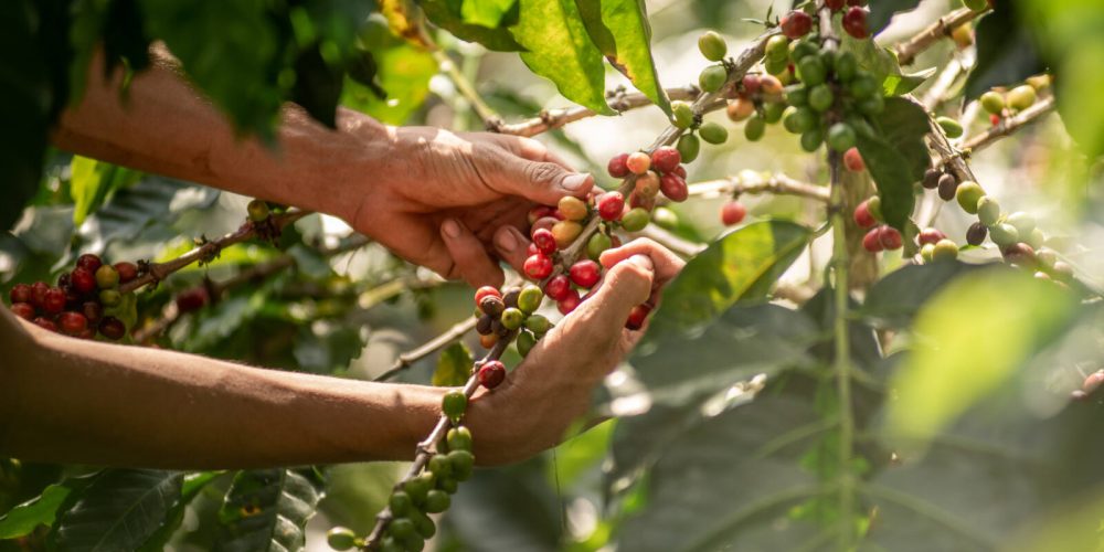 „Joint Forces“-Kaffeeprojekt in Honduras erfolgreich beendet