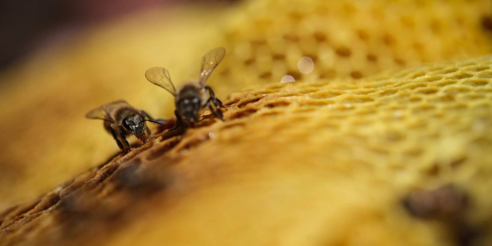 #Storybox: Warum Honig mehr ist als ein Brotaufstrich